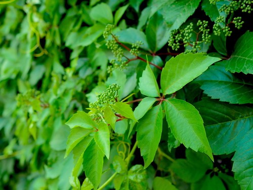 Viêm da do cây thường xuân - Hình ảnh minh họa